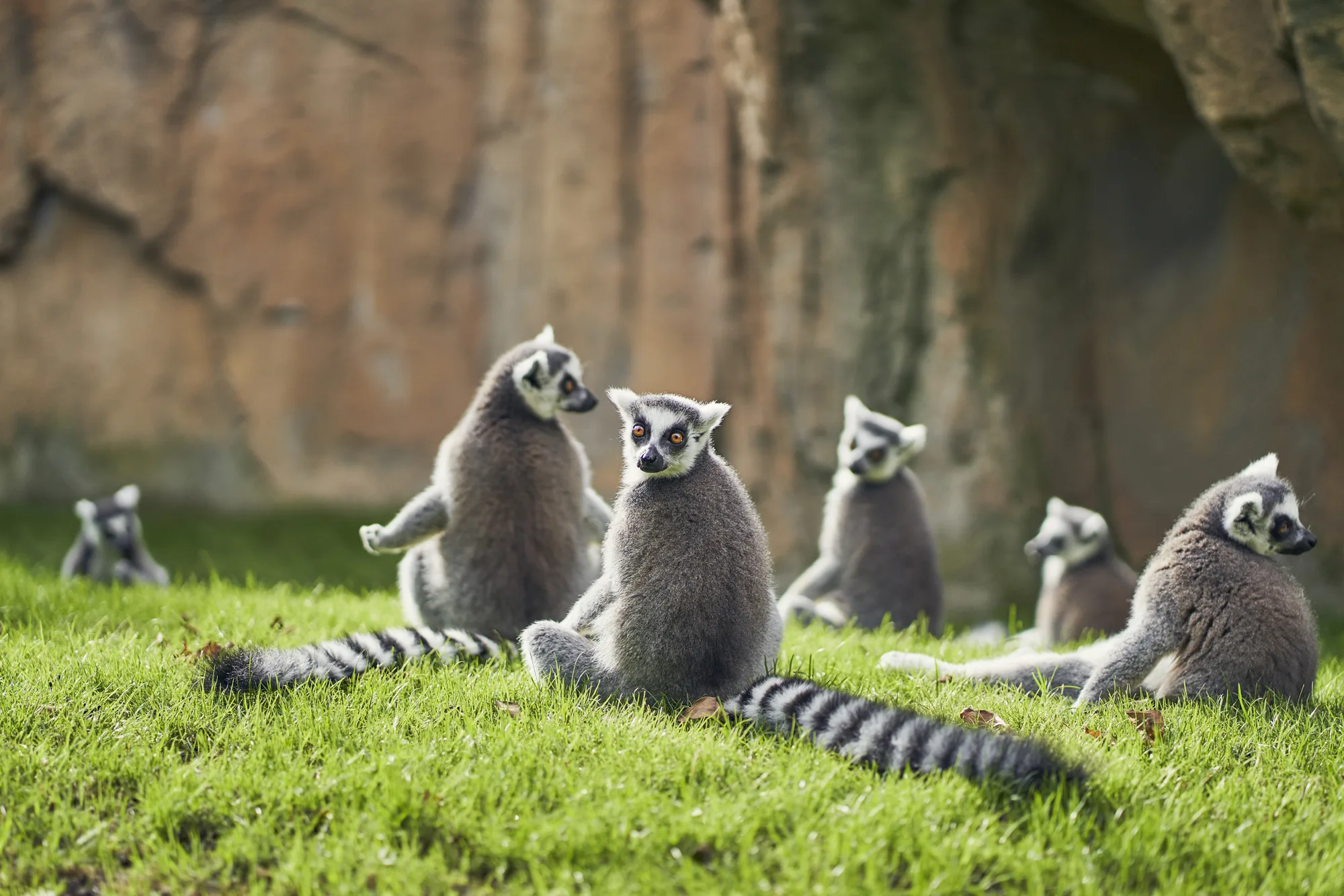 Grupa prstenastorepih lemura sedi i odmara se na zelenoj travi ispred kamenog zida staništa